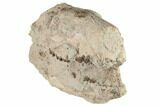 Unprepared Oreodont (Merycoidodon) Skull - South Dakota #192509-3